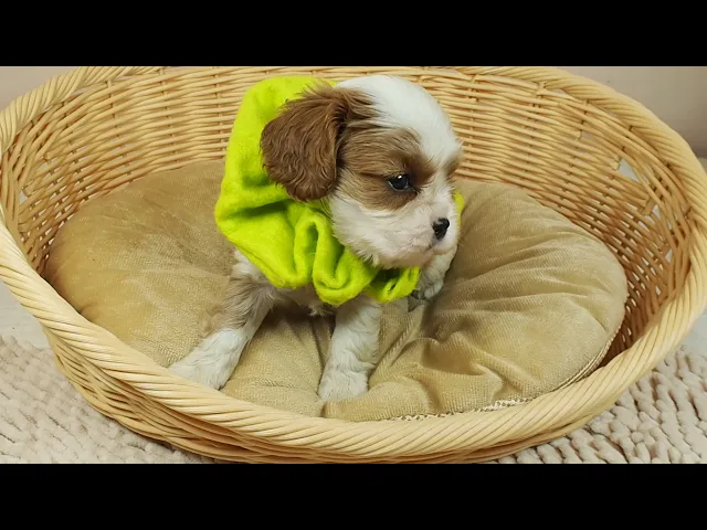 動画