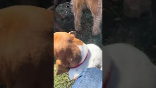 #fyp #pets #vlog #dream #doberman