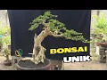 Lagu Cek Harga Bonsai Unik