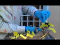 Mink dissection 1