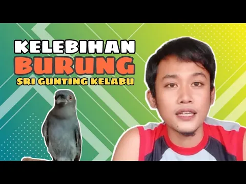 Download MP3 Kualitas Dan Kelebihan Burung Sri Gunting Kelabu