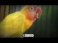 Download Lagu Masteran Lovebird Betina Minor.. Ampuh Untuk Cetak Dobelan \u0026 Konslet.