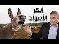 Download Lagu العلماء يكشفون سر صوت الحمار.. لماذا هو أنكر الأصوت؟