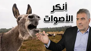 العلماء يكشفون سر صوت الحمار   لماذا هو أنكر الأصوت  دندنها