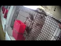 Sunny Hollow Kennel John Stoltzfus USDA Licensed Puppy Mill in Hagerstown IN Indiana Dog Breeder