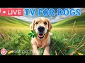 Download Lagu 🔴24 Hours of Dog TV🎵🐶Soothing Sleep Music for Dogs🐾🩷Relaxing Dog Music for Separation Stress Relief
