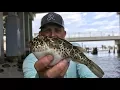 Toadie Tempura Catch Clean Cook Checkered Puffer Tasty Tuesday