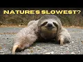 Why Do Sloths Move So Slowly