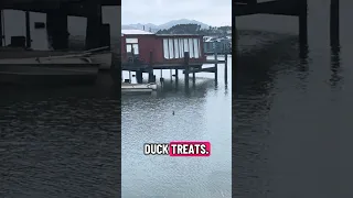 Duck , Duck … dinner?? #fyp #dream #doberman #pets #wildlife