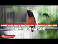 Download Lagu FULL TERAPI PANCINGAN KONIN PAS UNTUK BURUNG BAHAN OMBYOKAN AGAR CEPAT GACOR