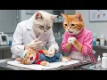 Lagu 🐱💉 From Worry to Care: Mama Cat Takes Her Kitten to the Vet for a Shot 💖✨