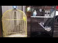 Download Lagu Pancingan lovebird males bunyi \u0026 macet/bahan