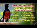 Download Lagu Pancingan Murai Batu Pagi Hari Full Isian Tembakan kasar Murai Macet Pasti Nyaut Emosi - 18 Sep 2025