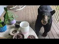 Bear Ruby Steely Resolve