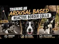 This Border Collie Was OUT OF CONTROL Here s What Fixed It