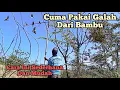 Download Lagu Ternyata Mudah!!! Mikat Perkutut Pakai Galah Bambu