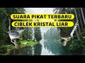 Download Lagu SUARA PIKAT CIBLEK KRISTAL TERBARU MP3 PASTI NYAUT DAN GACOR