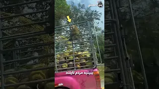 میمون های کارگر در تایلند 