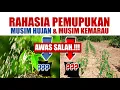 Download Lagu RAHASIA PEMUPUKAN MUSIM HUJAN DAN MUSIM KEMARAU
