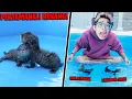 Download Lagu PERTAMAKALI OTTER LUCU FROST DIAMOND BERENANG DI KOLAM!!! DIA BISA ATRAKSI JAGO BANGET!!!