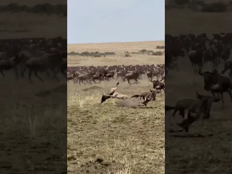 Wildebeest mom fiercely protecting her calf from a cheetah