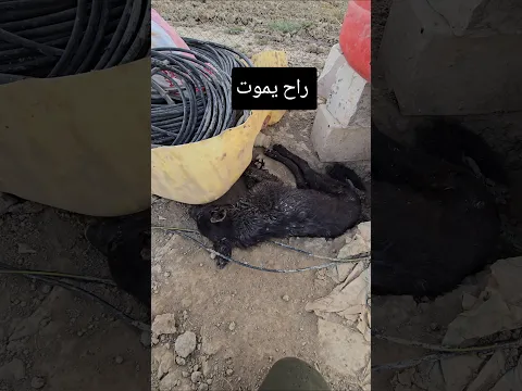 كواجه يقتل ابنه بحوشيه 😭