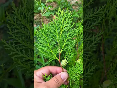 This Common Garden Plant May Surprise Anyone With Hair Loss! #shorts #plants #farming