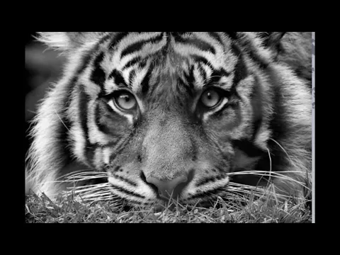 Best of Trip hop/Dance, Lo-fi/World, electro - A mixtape of some amazing songs