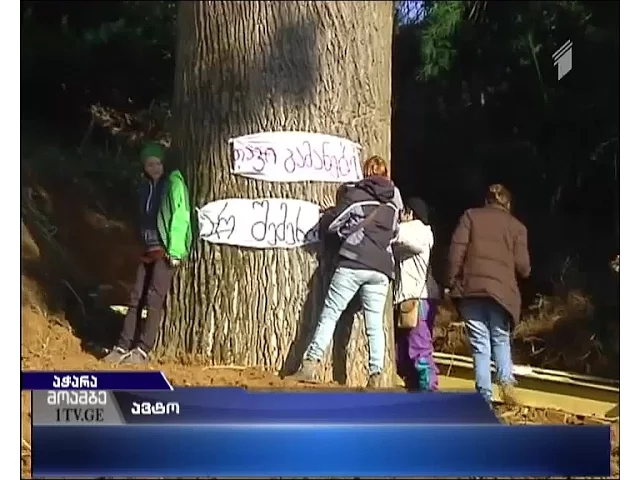 "არ გადამრგო"- ასწლოვან ხეებზე დავა გრძლდება