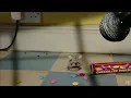 Mouse Eating M Ms Original