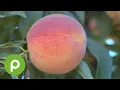 Summer s juiciest Tree-ripened peaches and nectarines at Publix