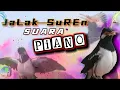 Download Lagu Pancingan jalak suren suara piano |Coba putarkan sepanjang hari biar bisa bersuara unik \u0026 langkah