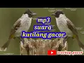 Download Lagu SUARA🔴KUTILANG GACOR‼️MP3 KUTILANG
