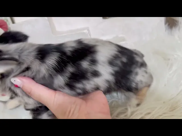 動画