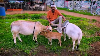 Why Is This Nadipathy Mother & Calf So Tiny? | Amazing Cow Family #shorts #cows