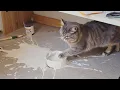 Download Lagu A Cat With Infinite Rizz | Funny Cat Compilation - FailArmy