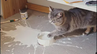 a cat with infinite rizz funny cat compilation failarmy