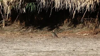 الزقزاق الشامى Northern Lapwing 