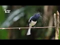 Download Lagu 🌧️ Burung Magpie Robin Bernyanyi Sedih di Tengah Hujan | Lagu Burung yang Emosional di Cuaca Buruk 🌧️🐦 | Burung Liar