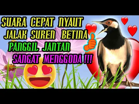 Download MP3 Suara Jalak Suren Betina Gacor Memanggil Jantan Joss 100 %