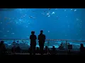 20 Tuesdays celebrate Georgia Aquarium s 20th anniversary