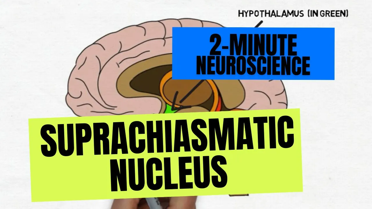 2-Minute Neuroscience: Suprachiasmatic Nucleus