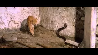 Cat Fight With Cobra Catfight 
