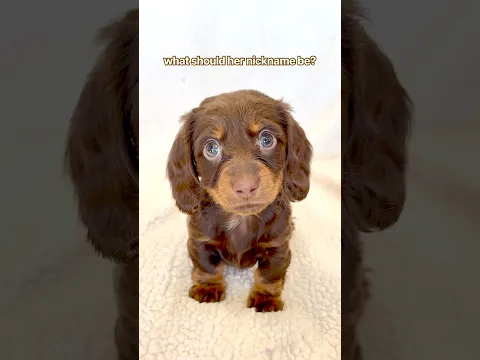 what’s her nickname? #minidachshund #puppy #cutedog #cutepuppy #cutepets #cute #dachshund #dog #pets