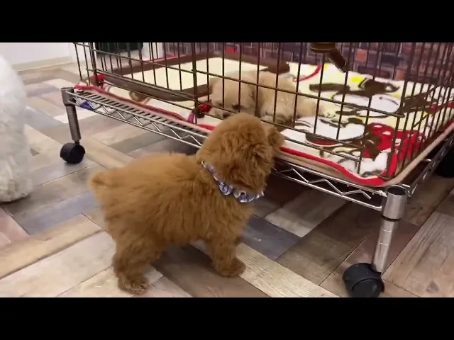 動画