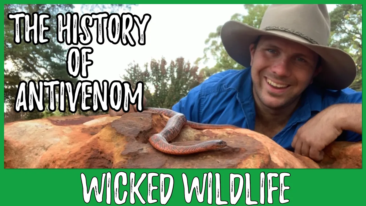 How Is Antivenom Made?