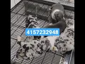 cute american bully puppies