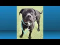 Pet for Adoption Feb 27 2026