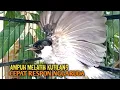 Download Lagu Suara Burung Kutilang Gacor ASLI ALAM lanjut NGGARUDA ampuh untk Masteran kutilang \u0026 pikat Kutilang