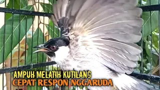 Suara Burung Kutilang Gacor ASLI ALAM lanjut NGGARUDA ampuh untk Masteran kutilang \u0026 pikat Kutilang